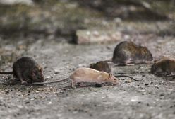 Plaga szczurów w Paryżu. Władze przekonują do "wspólnego życia" z gryzoniami