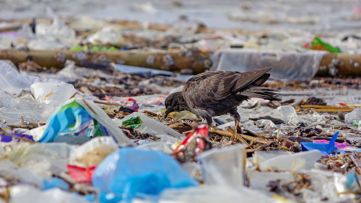 Polska stanie się plastikowym śmietnikiem Europy? Rząd zaspał z ważnymi przepisami 