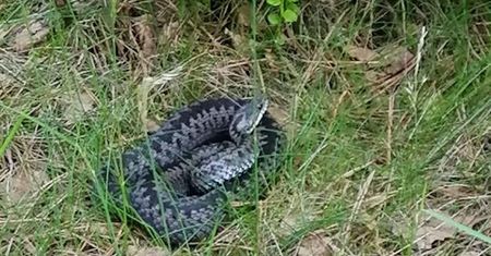 W cieplejsze dni częściej je spotkasz. Jak zachować się w obecności żmii?