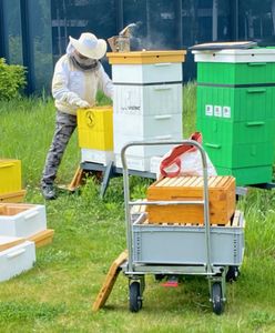 Warszawa. Pszczele miasto w mieście. Miejski miód najlepszy