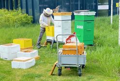 Warszawa. Pszczele miasto w mieście. Miejski miód najlepszy