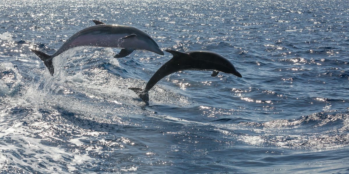 Delfiny w Atlantyku (zdjęcie ilustracyjne)