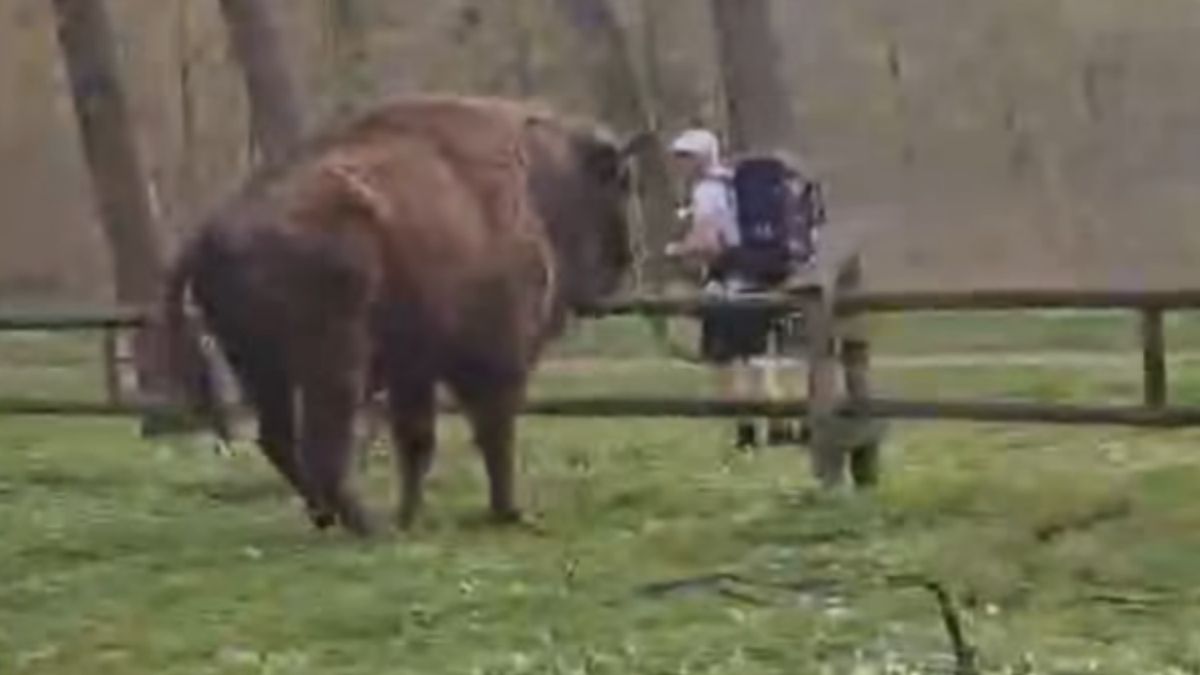 Myślał, że żubr nic nie zrobi. Nagranie mrozi krew w żyłach