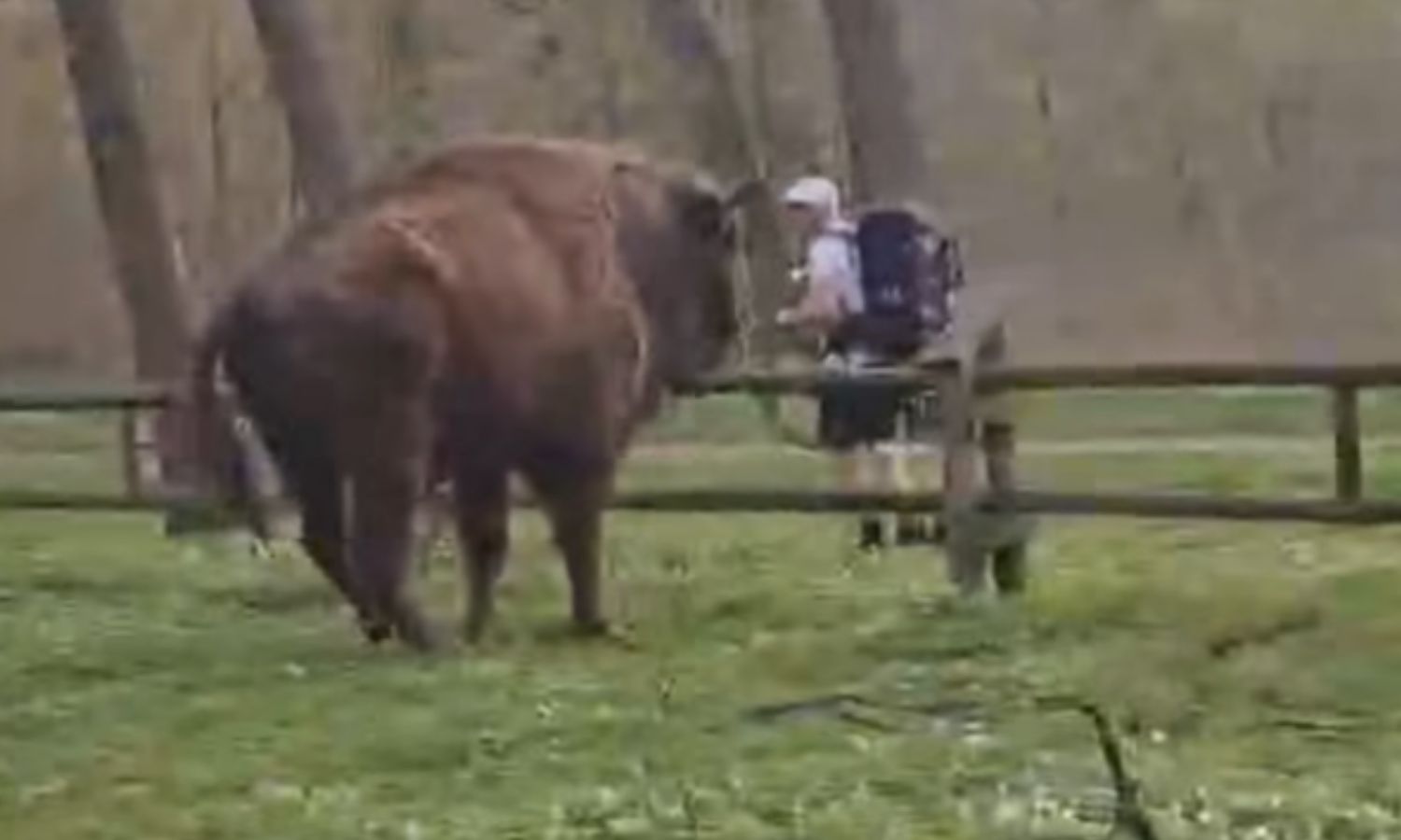 Myślał, że żubr nic nie zrobi. Film obejrzało już milion osób