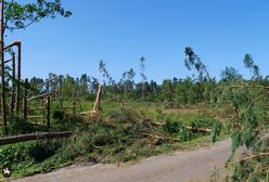 Liczą straty po nawałnicy. Ogrom zniszczeń pod Sycowem