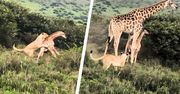 Lwice zaczaiły się na żyrafy. Finał walki zaskoczył wszystkich