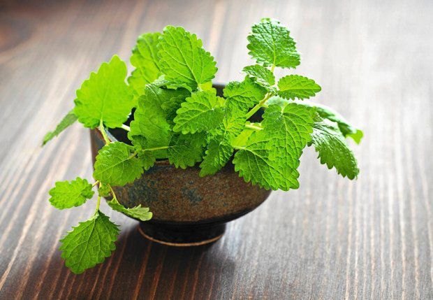 Melisa nie tylko na uspokojenie