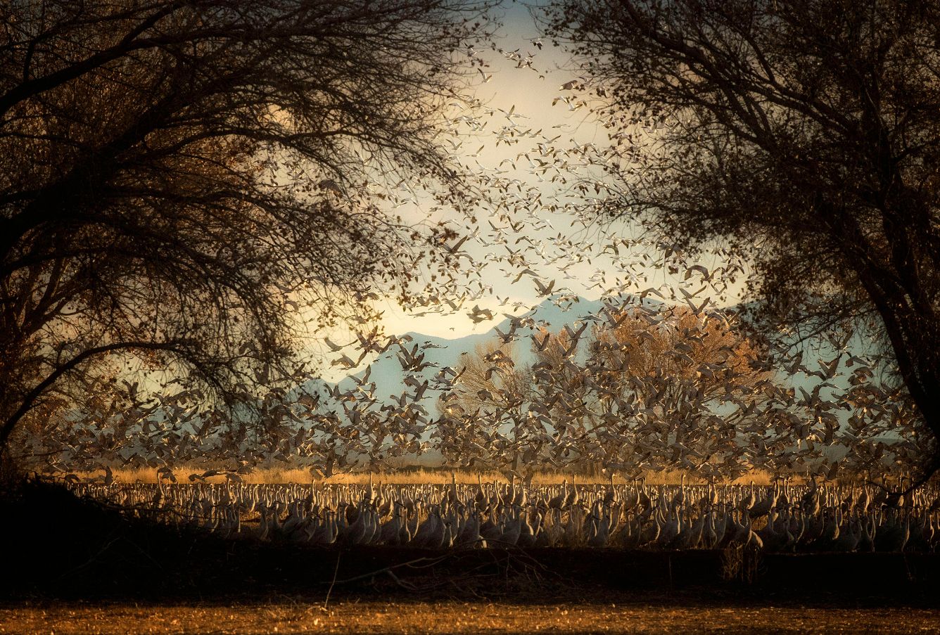 Audubon Photography Contest 2017 - piękno dzikich ptaków w najlepszym wydaniu 3