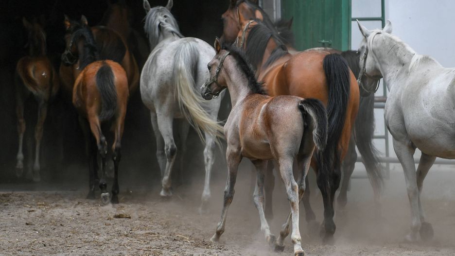 Stadnina w Janowie Podlaskim. Prezes Marek Gawlik podał się do dymisji. Ma już następcę