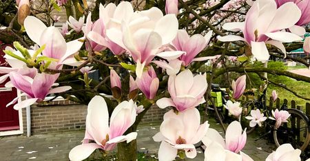 Sąsiadce oko zbieleje. Wiem, jak wybrać idealną magnolię do ogrodu