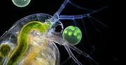 Nikon Small World. Niesamowite zdjęcia z nietypowego konkursu