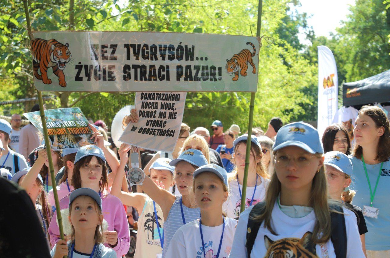 1. urodziny tygrysków we wrocławskim ZOO.