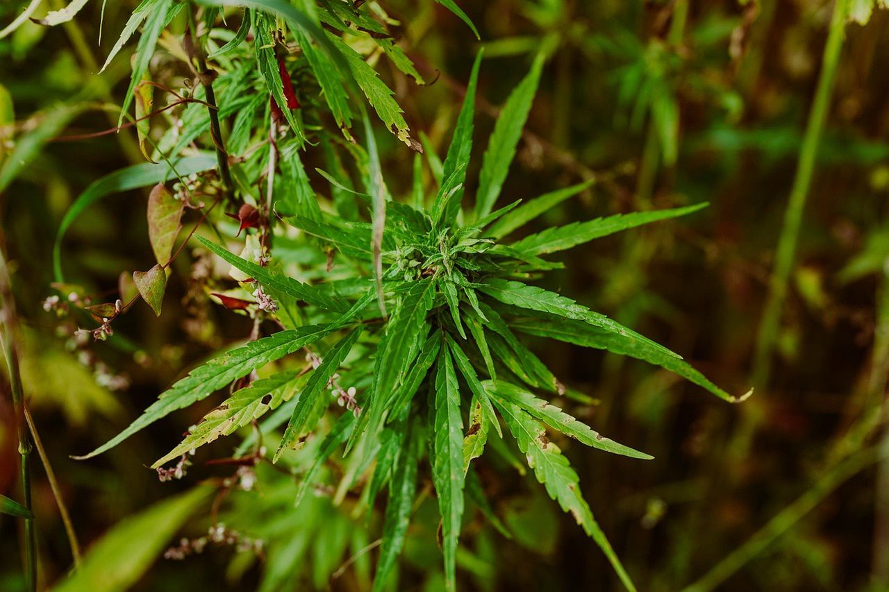 Jak marihuana niszczy serce