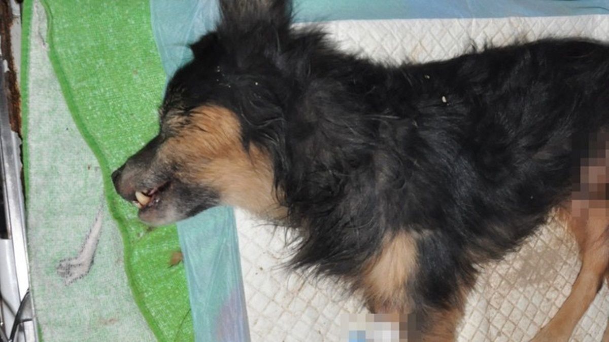 Pies cudem uniknął śmierci. Właściciel zgłosił się na policję