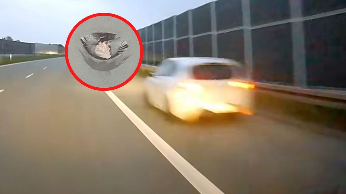 Chce ustalić, kto prowadził seata.