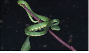 Chiny: Nowy gatunek węża. Nazwa nie jest przypadkowa