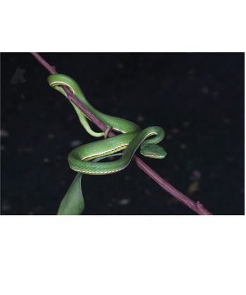 Chiny: Nowy gatunek węża. Nazwa nie jest przypadkowa