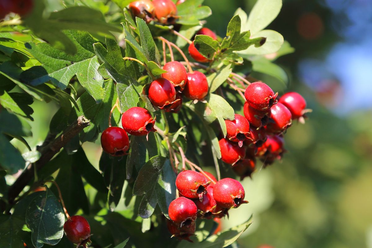 Hawthorn