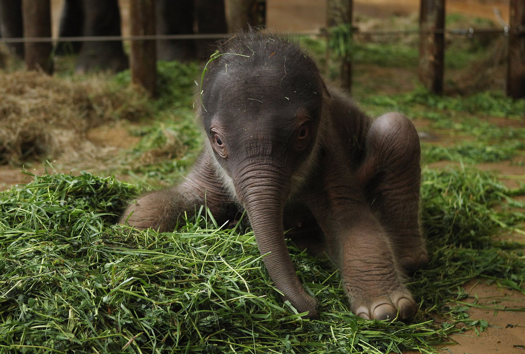 Słoń azjatycki w berlińskim zoo. Gatunek zagrożony wyginięciem.