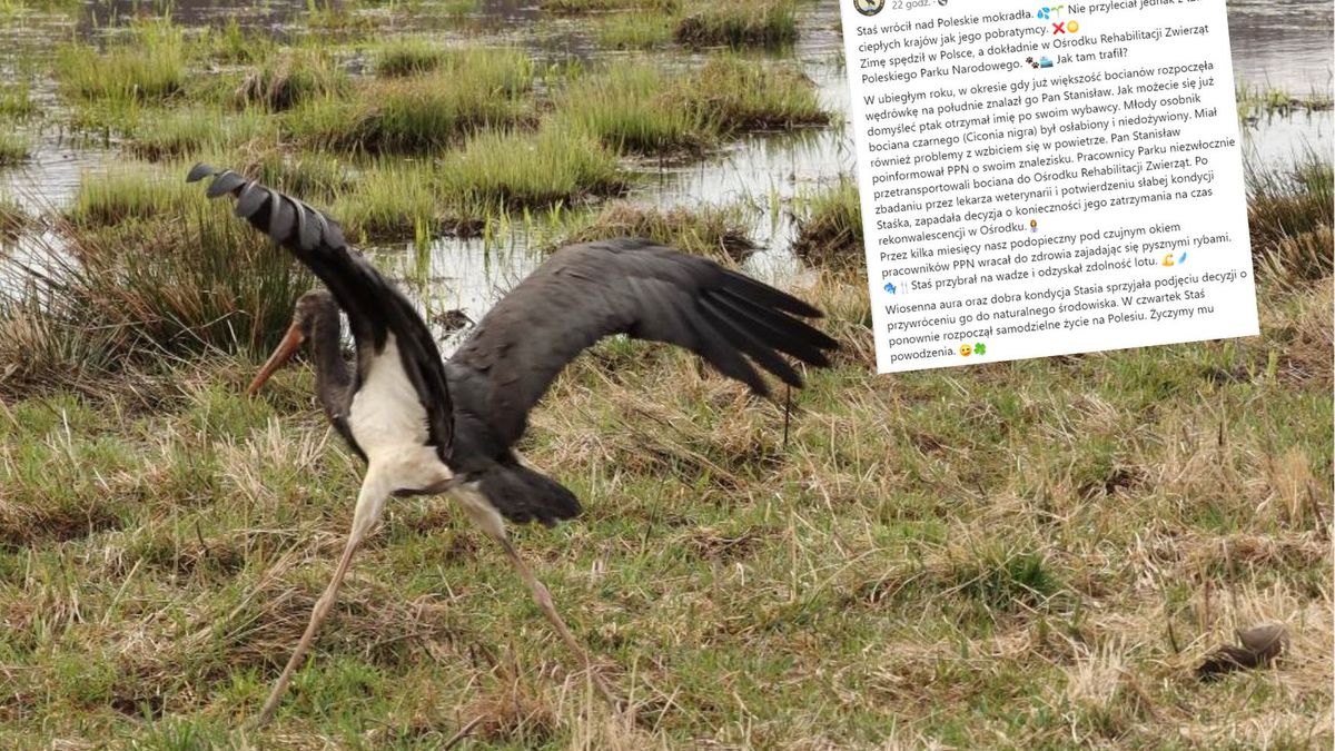 Bocian Staś wypuszczony na wolność