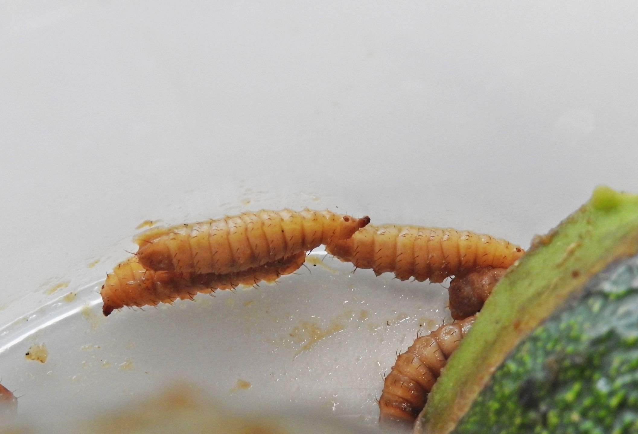 Larwy dra Golenia trafiły do specjalistycznego laboratorium SGGW, gdzie przejdą szereg badań. 