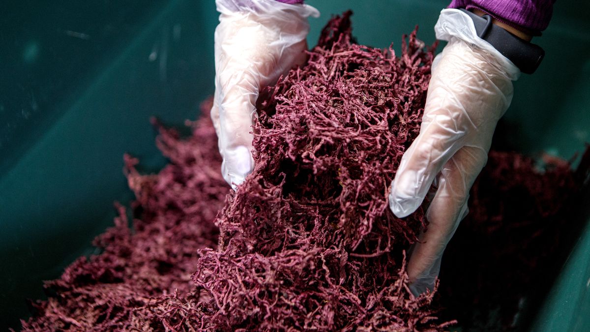 Dry borscht kits for Ukrainian defenders
TIACHIV, UKRAINE - MAY 28, 2022 - A person in plastic gloves holds grated dry beetroot as volunteers make Chornobaivka dry borscht kits for the Ukrainian Armed Forces, Tiachiv, Zakarpattia Region, western Ukraine. This photo cannot be distributed in the Russian Federation. (Photo credit should read Serhii Hudak/ Ukrinform/Future Publishing via Getty Images)
Future Publishing
ukraine conflict, russian invasion, ukraine war, russia-ukraine war, plastic gloves, beetroot