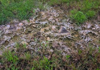 Pleśń śniegowa na trawniku. Ten zabieg pomoże ją zwalczyć