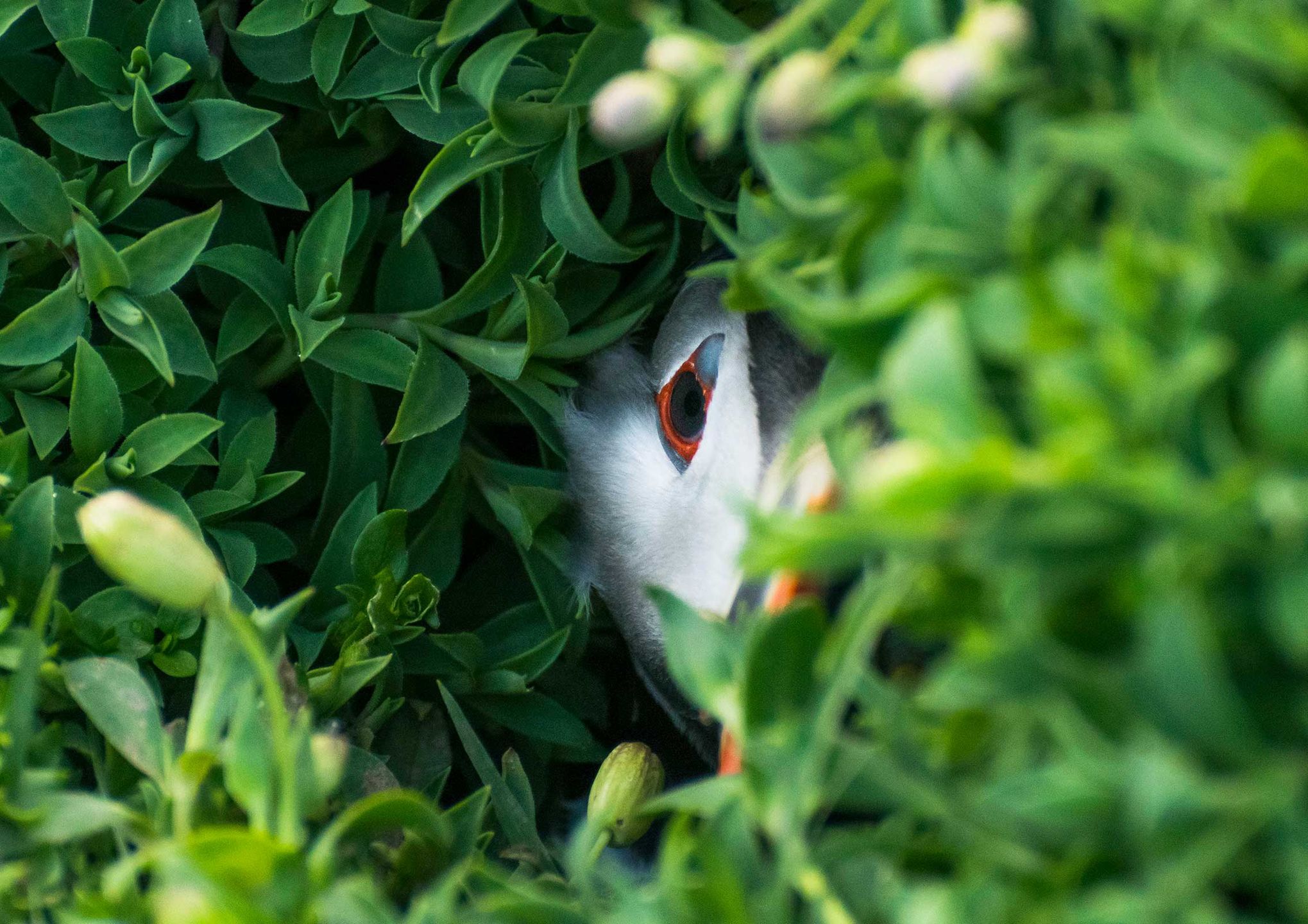 British Wildlife Photography Awards 2017 – najlepsze zdjęcia dzikiej przyrody z Wielkiej Brytanii. Zobaczcie ich historie 11