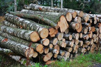 Miliony złotych dla parafii. Z konkursu organizowanego przez Lasy Państwowe