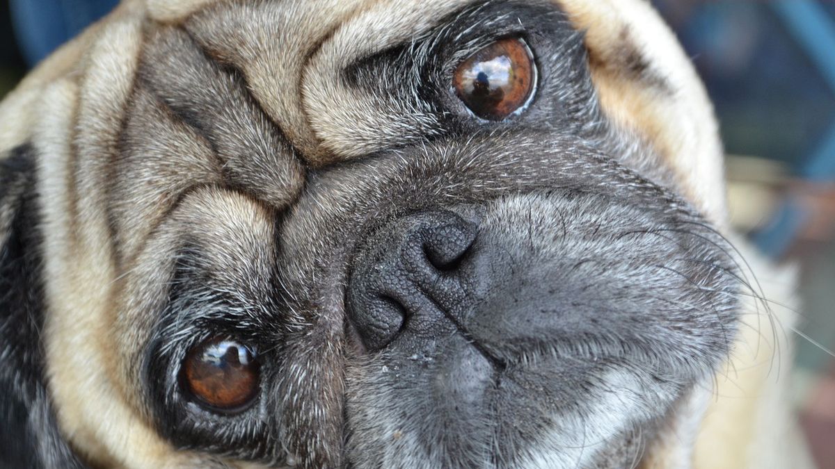 Posiadanie tych zwierząt będzie zabronione. Wprowadzają nowe prawo