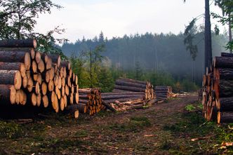 Drewno z Rosji jest "prane" jak brudne pieniądze. Tak omija się zakaz