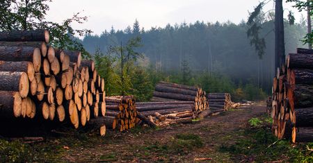 Drewno z Rosji jest "prane" jak brudne pieniądze. Tak omija się zakaz