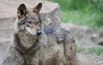 Ostrzeżenie przed wilkami. Pojawiły się przy podmiejskich domach