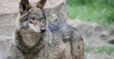 Ostrzeżenie przed wilkami. Pojawiły się na przedmieściach tego miasta