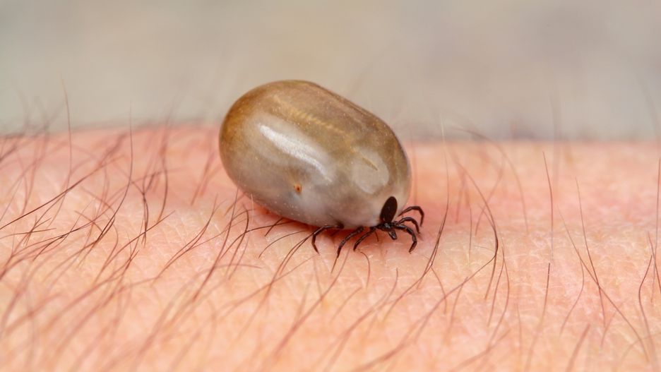 Choroba przenoszona jest przez brązowego kleszcza psiego