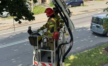Uwięziony ptak wisiał na gałęzi. Nietypowa akcja strażaków z Gorzowa
