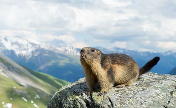 Po zimie są chudsze o połowę. Świstaki w Tatrach wyszły na powierzchnię