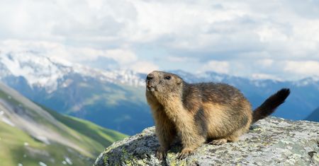 Po zimie są chudsze o połowę. Świstaki w Tatrach wyszły na powierzchnię