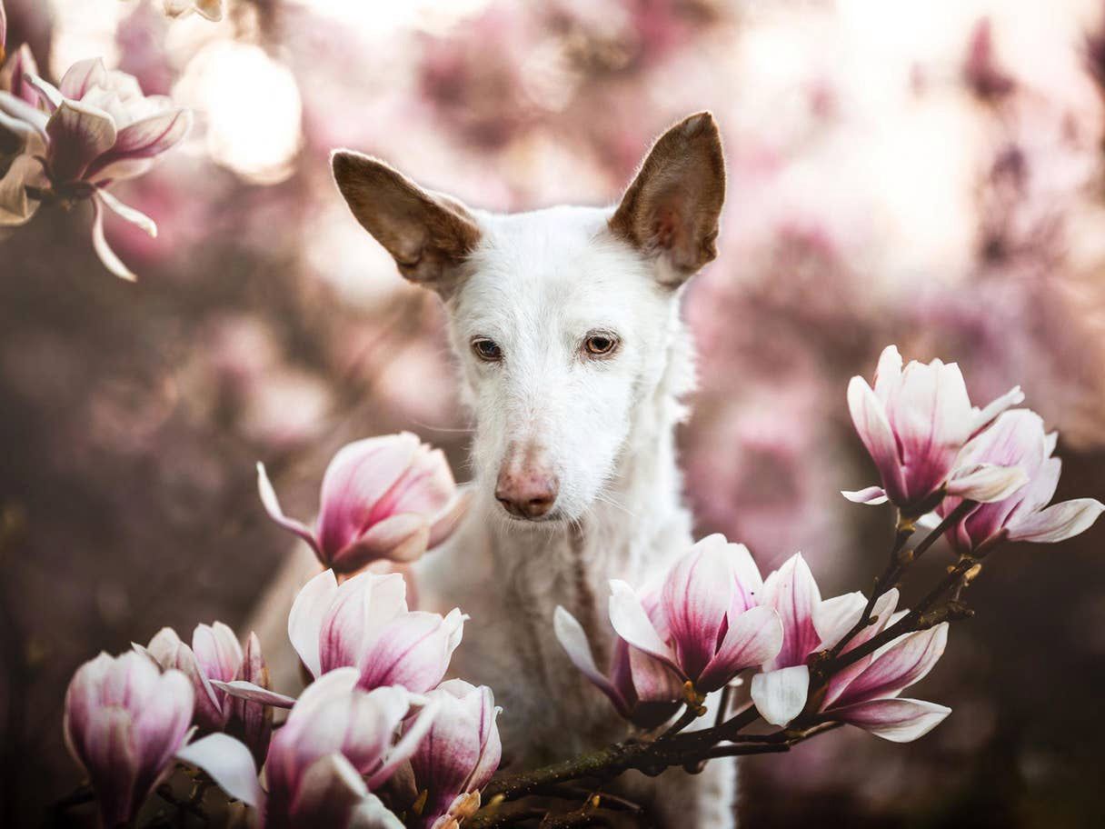 Psi Fotograf Roku 2019: Wygrało zdjęcie 14-letniego Merlina w kwiatach