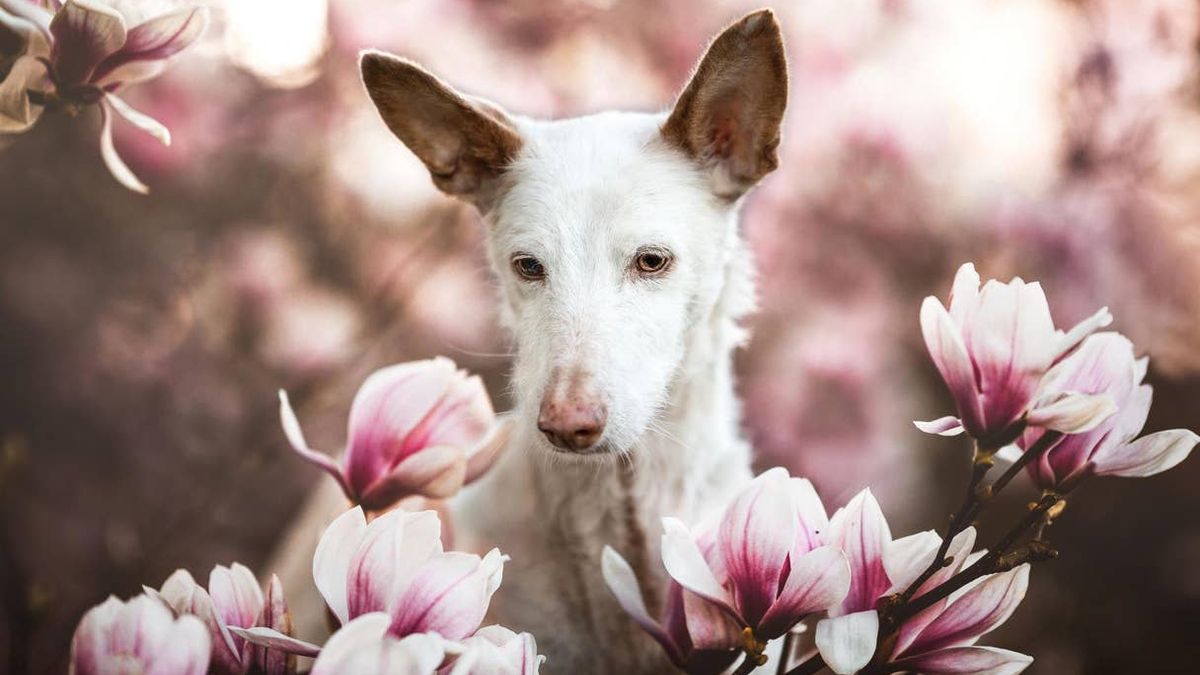 Psi Fotograf Roku 2019: Wygrało zdjęcie 14-letniego Merlina w kwiatach 1