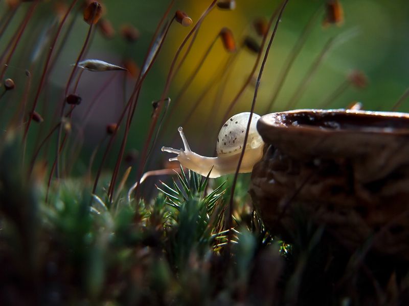 W ten sposób fotograf wykonał swoje pierwsze zdjęcie makro w wieku 10 lat.