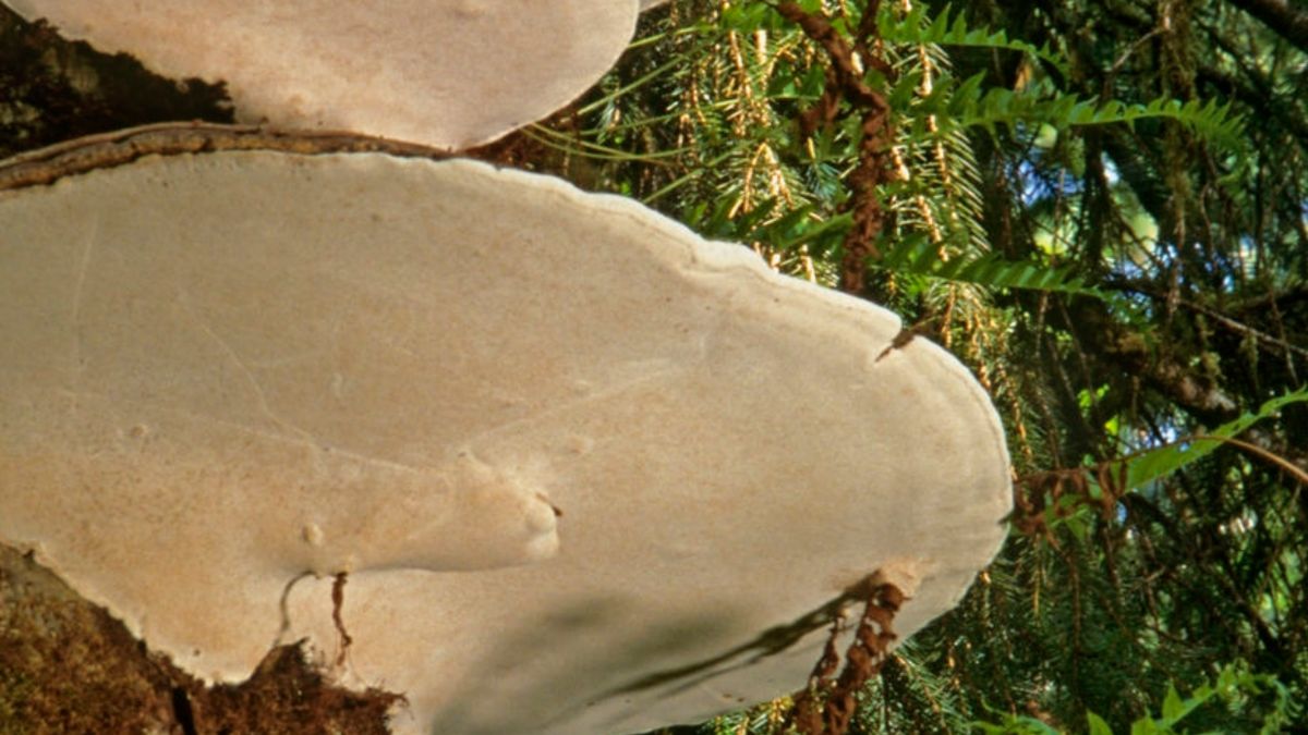 Huba to potoczna nazwa grzybów nadrzewnych. Są one charakterystyczne - porastają drzewa, pojawiają się też na drewnie.