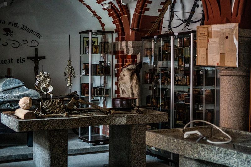 Zestaw antywampiryczny (zdjęcie ilustracyjne)