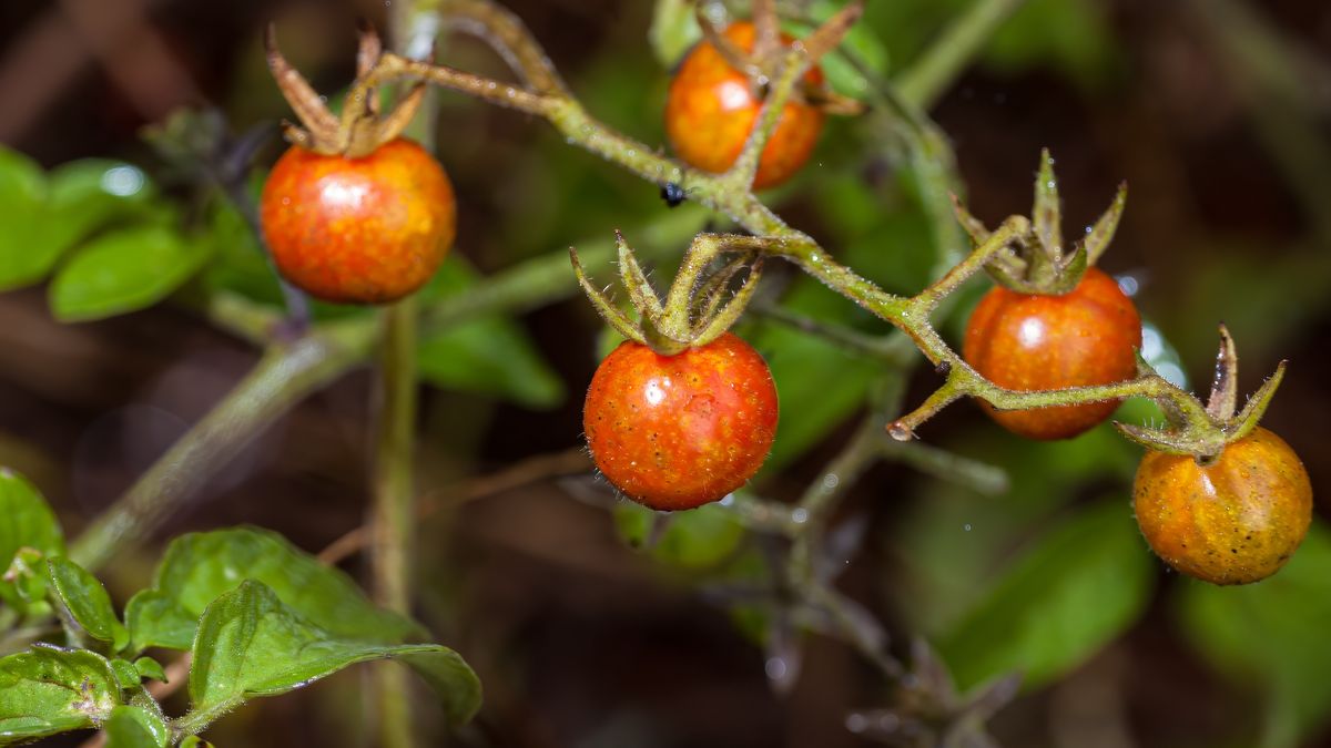 Dzikie pomidory na Galapagos
