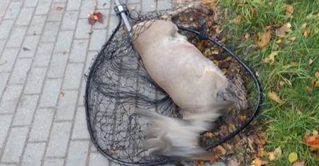Zostawił cierpiącego koziołka na poboczu. Kierowcy grozi surowa kara