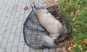 Zostawił cierpiącego koziołka na poboczu. Kierowcy grozi surowa kara