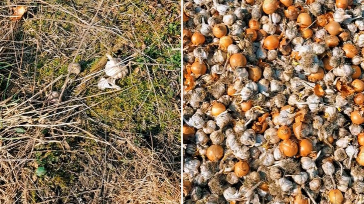 Ktoś wyrzucił mnóstwo cebuli i czosnku.