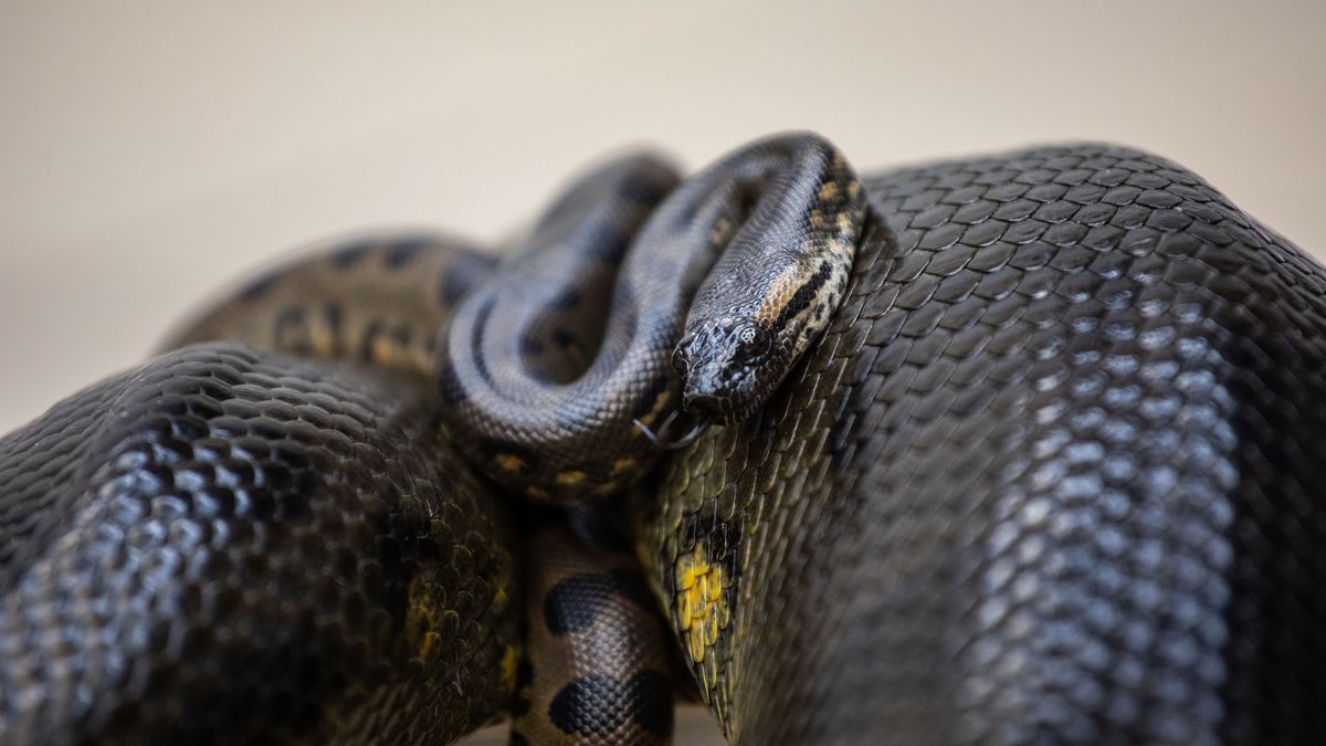 MEXICO CITY, MEXICO -  OCTOBER 13: A 1-month-old Green Anaconda (Eunectes murinus) rests on top of her mother who gave birth to nineteen babies in captivity, in Mexico City, Mexico on October 13, 2021. Green Anacondas are part of the private reptile collection of Jaime Sanchez and this is the first time that this species is born in Mexico, The Green Anaconda, native to South America, is the heaviest species of snake in the world. (Photo by Daniel Cardenas/Anadolu Agency via Getty Images)