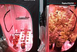 Śląskie. Narkobiznes w Raciborzu. 33-letni mężczyzna uprawiał marihuanę