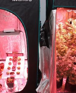 Śląskie. Narkobiznes w Raciborzu. 33-letni mężczyzna uprawiał marihuanę